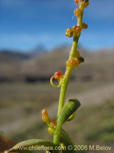 Imágen de Chenopodium vulvaria (chenopodium). Haga un clic para aumentar parte de imágen.