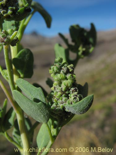 Bild von Chenopodium vulvaria (chenopodium). Klicken Sie, um den Ausschnitt zu vergrössern.