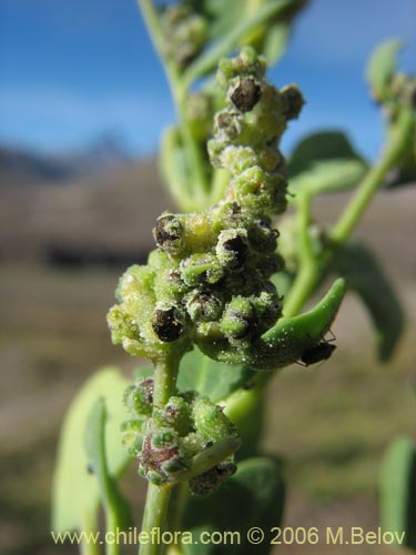 Фотография Chenopodium vulvaria (chenopodium). Щелкните, чтобы увеличить вырез.