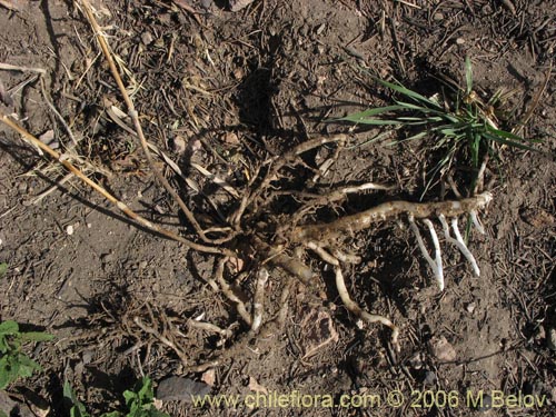 Image of Alstroemeria exerens (Alstroemeria). Click to enlarge parts of image.