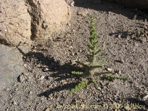 Image of Fabiana imbricata (Pichi / Peta / Romero). Click to enlarge parts of image.