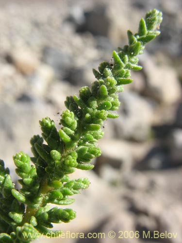 Imágen de Fabiana imbricata (Pichi / Peta / Romero). Haga un clic para aumentar parte de imágen.