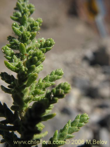 Imágen de Fabiana imbricata (Pichi / Peta / Romero). Haga un clic para aumentar parte de imágen.