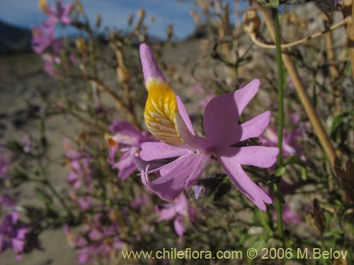 Image of Schizanthus hookerii (Mariposita). Click to enlarge parts of image.