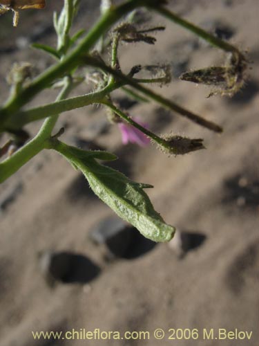 Image of Schizanthus hookerii (Mariposita). Click to enlarge parts of image.