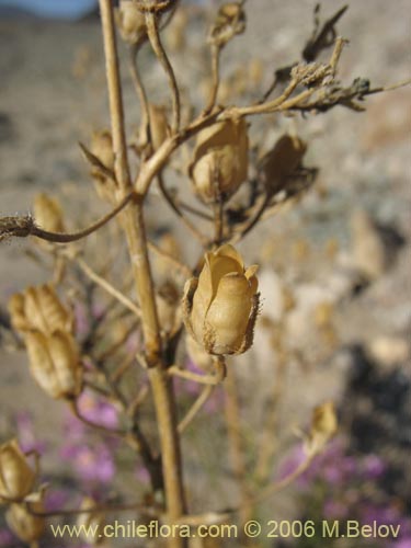 Image of Schizanthus hookerii (Mariposita). Click to enlarge parts of image.