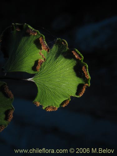 Image of Adiantum chilense var. chilense (Doradilla / Palito negro / Culantrillo). Click to enlarge parts of image.