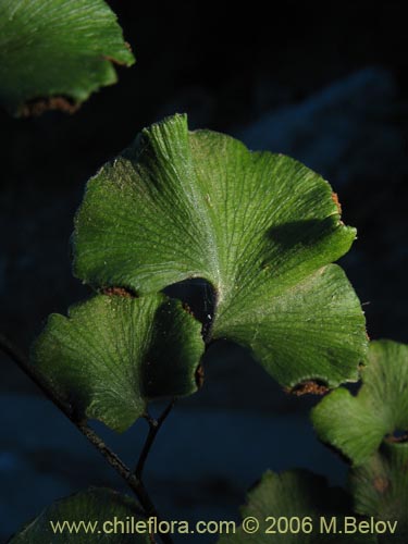 Imágen de Adiantum chilense var. chilense (Doradilla / Palito negro / Culantrillo). Haga un clic para aumentar parte de imágen.