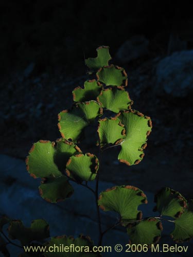 Imágen de Adiantum chilense var. chilense (Doradilla / Palito negro / Culantrillo). Haga un clic para aumentar parte de imágen.