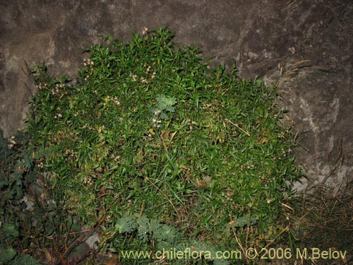 Image of Baccharis sp. #3078 (baccharis). Click to enlarge parts of image.