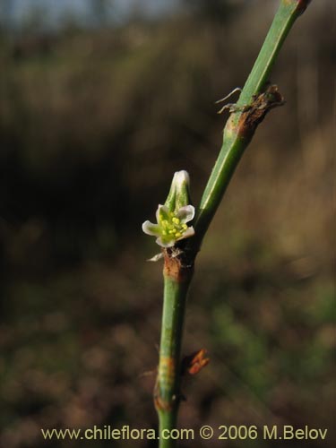 Imágen de Planta no identificada sp. #2432 (). Haga un clic para aumentar parte de imágen.