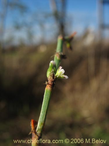 Imágen de Planta no identificada sp. #2432 (). Haga un clic para aumentar parte de imágen.