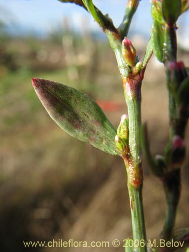 Image of Unidentified Plant sp. #2432 (). Click to enlarge parts of image.