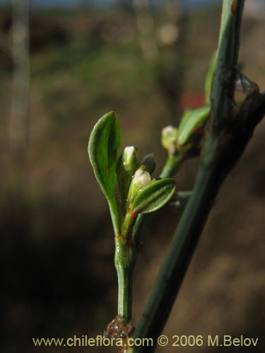 未確認の植物種 sp. #2432の写真