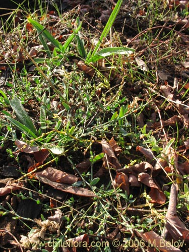 Imágen de Planta no identificada sp. #2432 (). Haga un clic para aumentar parte de imágen.