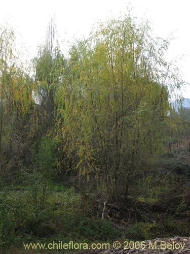 Salix babylonica의 사진