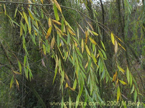 Bild von Salix babylonica (Sauce / Sauce llorón). Klicken Sie, um den Ausschnitt zu vergrössern.