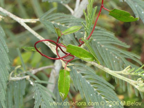 Image of Muehlenbeckia hastulata (Quilo / Voqui negro / Molleca). Click to enlarge parts of image.