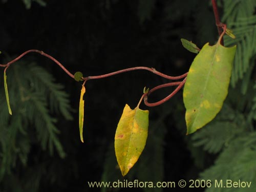 Imágen de Muehlenbeckia hastulata (Quilo / Voqui negro / Molleca). Haga un clic para aumentar parte de imágen.