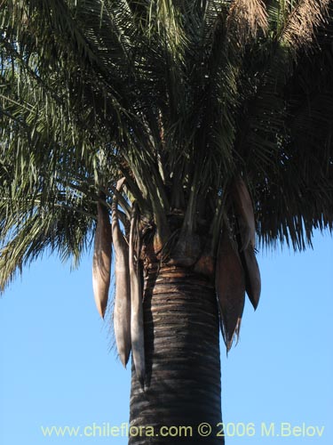 Imágen de Jubae chilensis (Palma chilena). Haga un clic para aumentar parte de imágen.