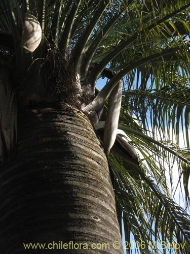 Imágen de Jubae chilensis (Palma chilena). Haga un clic para aumentar parte de imágen.