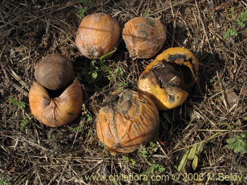 Image of Jubae chilensis (Palma chilena). Click to enlarge parts of image.