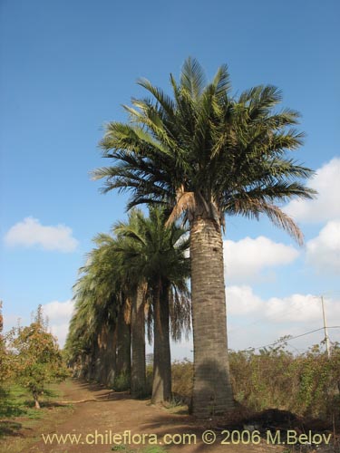 Imágen de Jubae chilensis (Palma chilena). Haga un clic para aumentar parte de imágen.