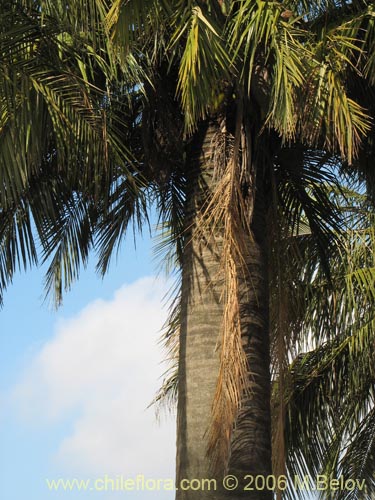 Imágen de Jubae chilensis (Palma chilena). Haga un clic para aumentar parte de imágen.