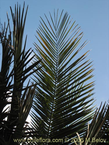 Imágen de Jubae chilensis (Palma chilena). Haga un clic para aumentar parte de imágen.