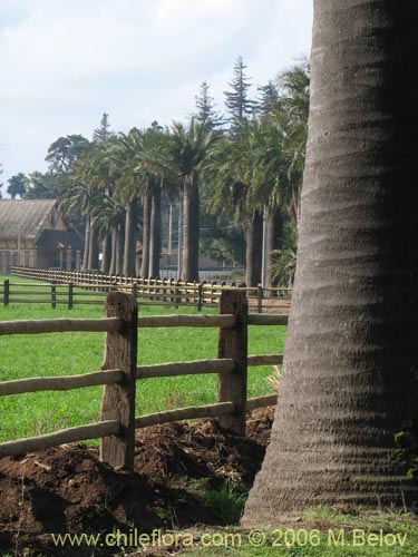 Imágen de Jubae chilensis (Palma chilena). Haga un clic para aumentar parte de imágen.