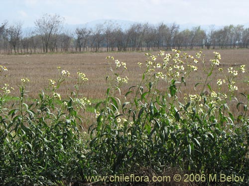 Image of Bidens aurea (Falso Te). Click to enlarge parts of image.