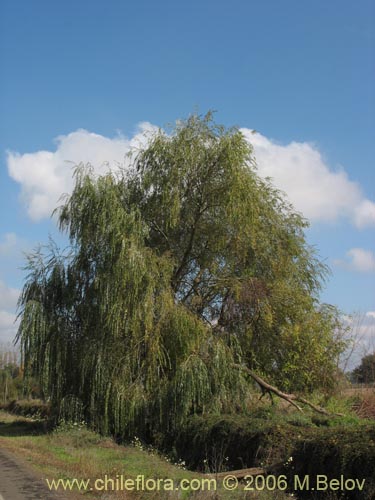 Imágen de Salix babylonica (Sauce / Sauce llorón). Haga un clic para aumentar parte de imágen.