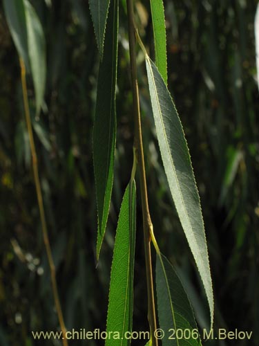 Imágen de Salix babylonica (Sauce / Sauce llorón). Haga un clic para aumentar parte de imágen.