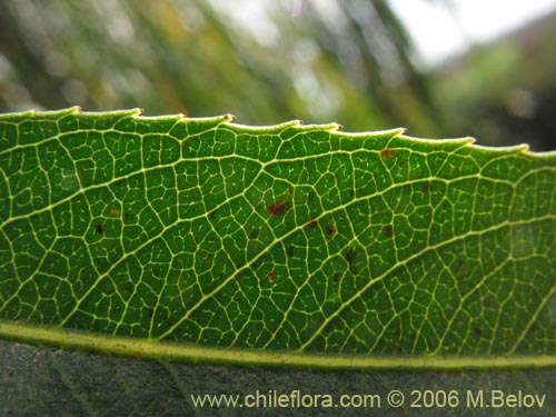 Image of Salix babylonica (Sauce / Sauce llorón). Click to enlarge parts of image.