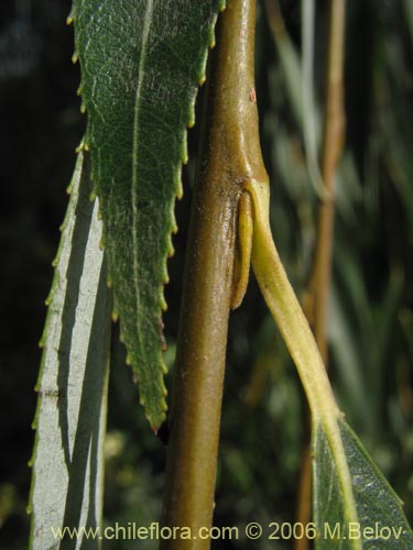 Bild von Salix babylonica (Sauce / Sauce llorón). Klicken Sie, um den Ausschnitt zu vergrössern.
