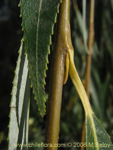 Imágen de Salix babylonica (Sauce / Sauce llorón). Haga un clic para aumentar parte de imágen.