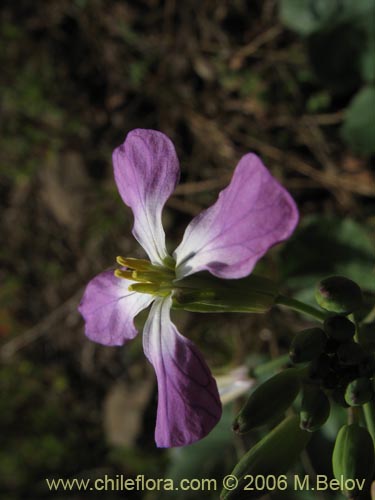 Image of Raphanus raphanistrum (Rabano silvestre). Click to enlarge parts of image.