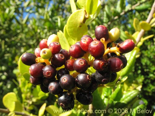 Image of Notanthera heterophylla (Quintral del boldo / peumo / laurel). Click to enlarge parts of image.