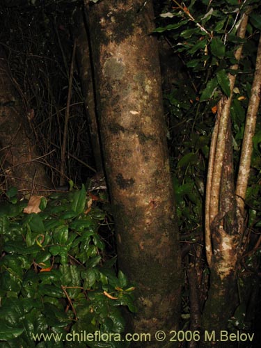 Bild von Aextoxicon punctatum (Olivillo / Palo muerto). Klicken Sie, um den Ausschnitt zu vergrössern.