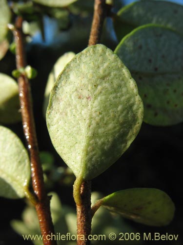 Image of Luma chequen (Chequen / Arrayan blanco). Click to enlarge parts of image.