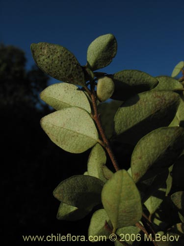 Image of Luma chequen (Chequen / Arrayan blanco). Click to enlarge parts of image.