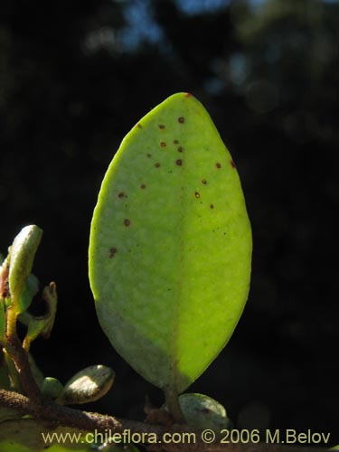 Image of Luma chequen (Chequen / Arrayan blanco). Click to enlarge parts of image.