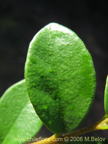 Image of Luma chequen (Chequen / Arrayan blanco). Click to enlarge parts of image.