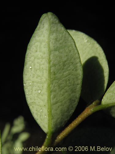 Image of Luma chequen (Chequen / Arrayan blanco). Click to enlarge parts of image.