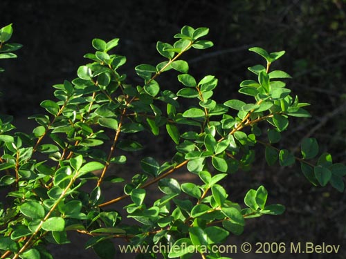 Image of Luma chequen (Chequen / Arrayan blanco). Click to enlarge parts of image.