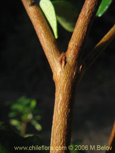 Image of Luma chequen (Chequen / Arrayan blanco). Click to enlarge parts of image.