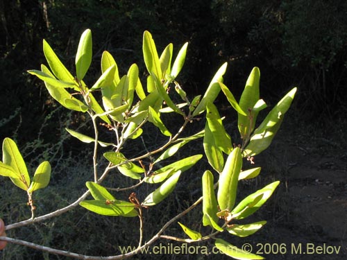 Фотография Aextoxicon punctatum (Olivillo / Palo muerto). Щелкните, чтобы увеличить вырез.