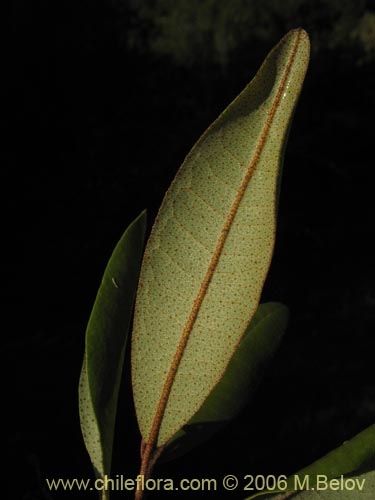 Image of Aextoxicon punctatum (Olivillo / Palo muerto). Click to enlarge parts of image.