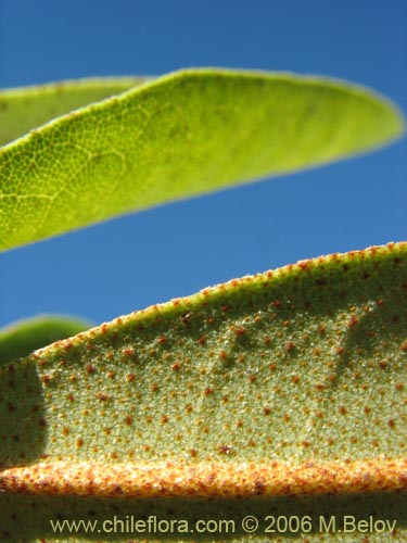 Image of Aextoxicon punctatum (Olivillo / Palo muerto). Click to enlarge parts of image.