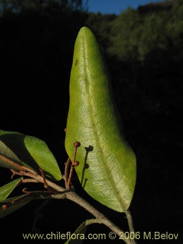 Imágen de Aextoxicon punctatum (Olivillo / Palo muerto). Haga un clic para aumentar parte de imágen.